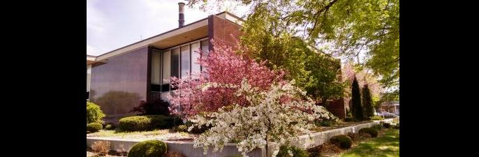Blooming Trees at Courthouse